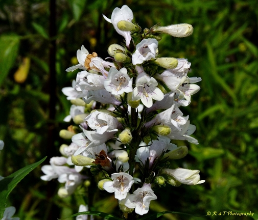 {Penstemon laevigatus}